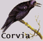 Corvia